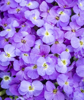 Żagwin ogrodowy fioletowy (Florado Blue Eye )