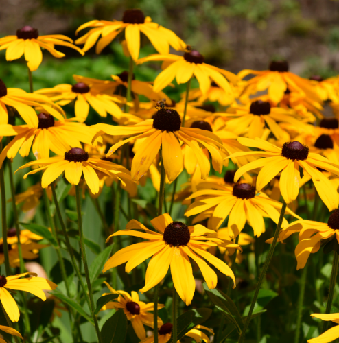 Rudbekia żółta