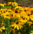 Rudbekia żółta