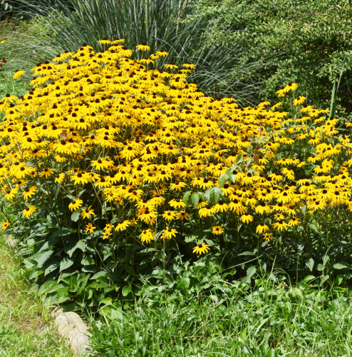 Rudbekia żółta