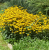 Rudbekia żółta
