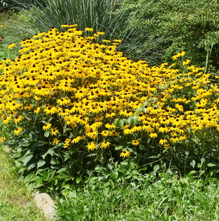 Rudbekia żółta