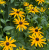 Rudbekia żółta