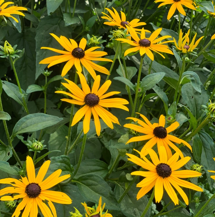 Rudbekia żółta