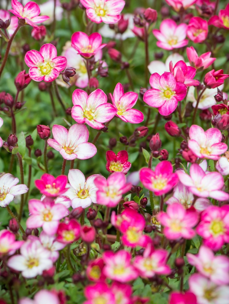 Skalnica Arendsa różowa (Alpino Early Picotee)