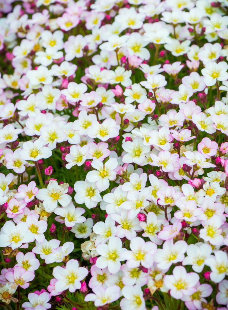 Skalnica Arendsa jasnoróżowa (Ice Colours Appleblossom)