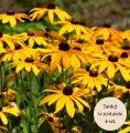 Rudbekia żółta