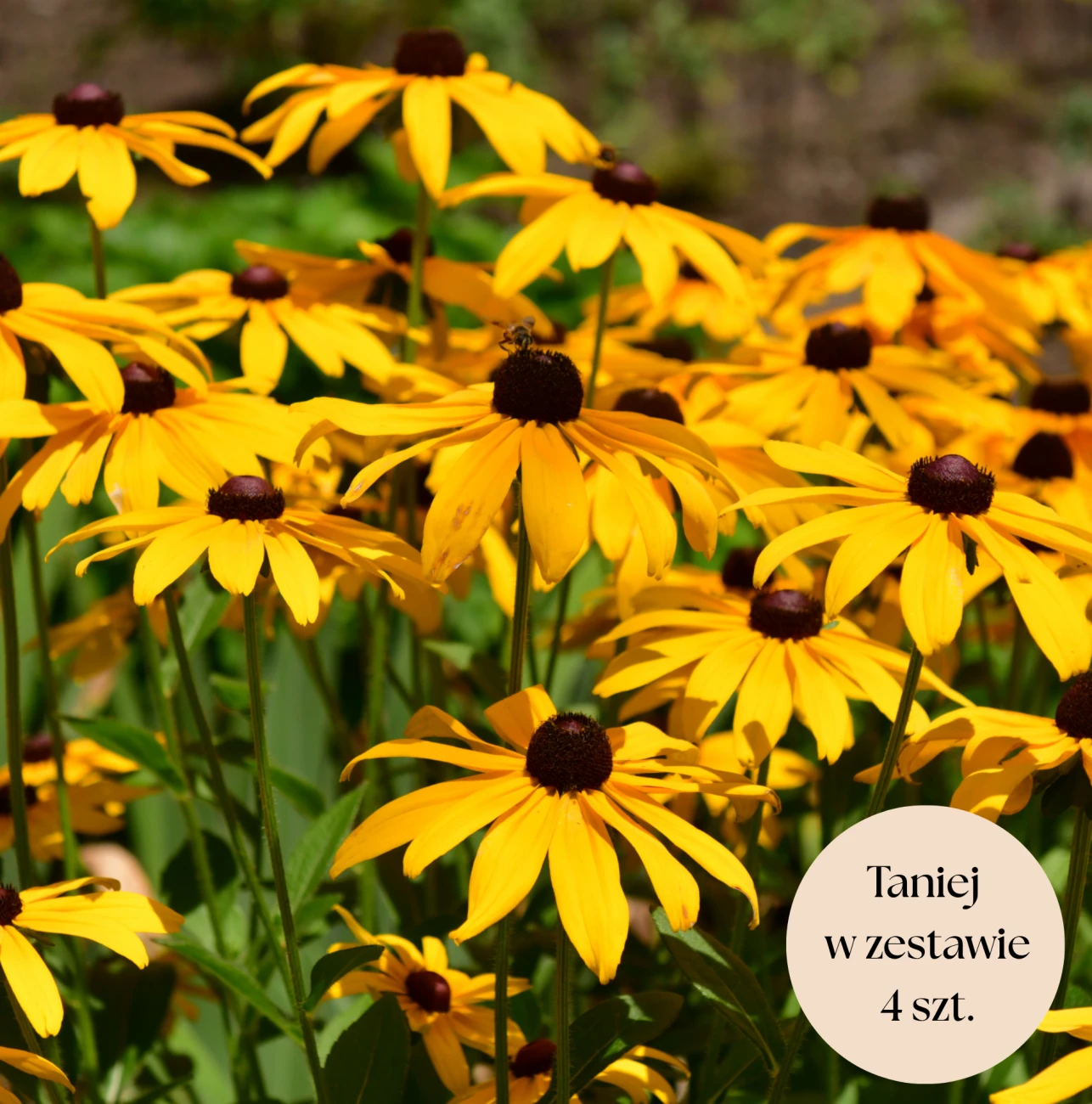 Rudbekia żółta, zestaw 4 szt. C2 (Goldstrum) 