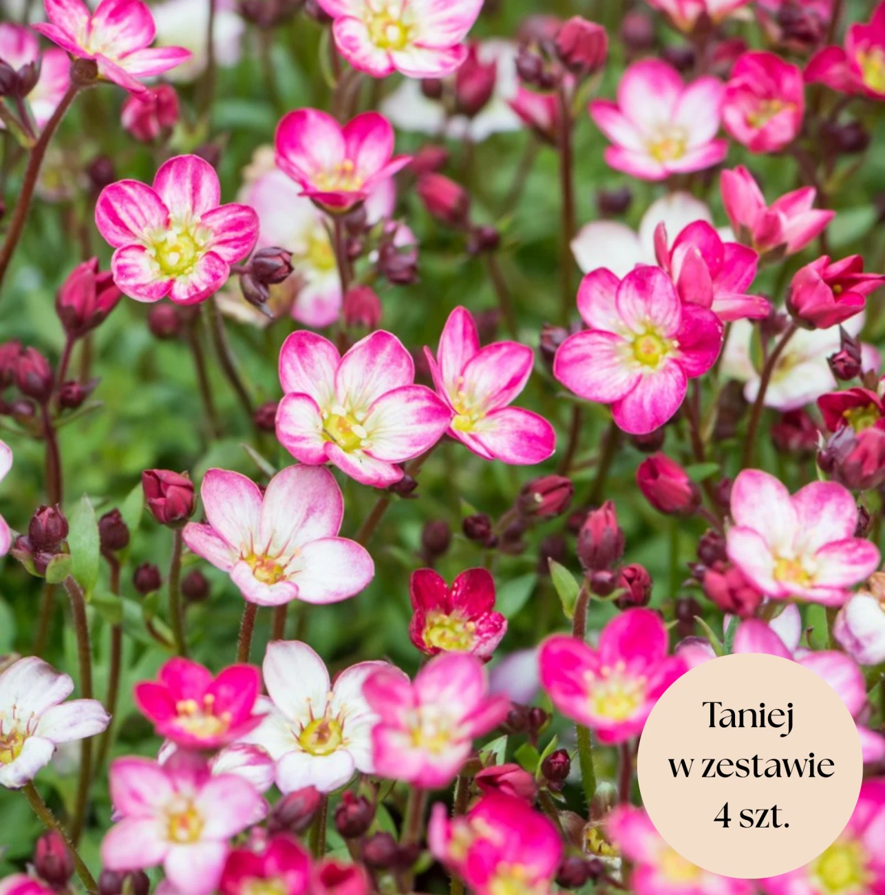Skalnica Arendsa różowa, zestaw 4 szt. (Alpino Early Picotee)