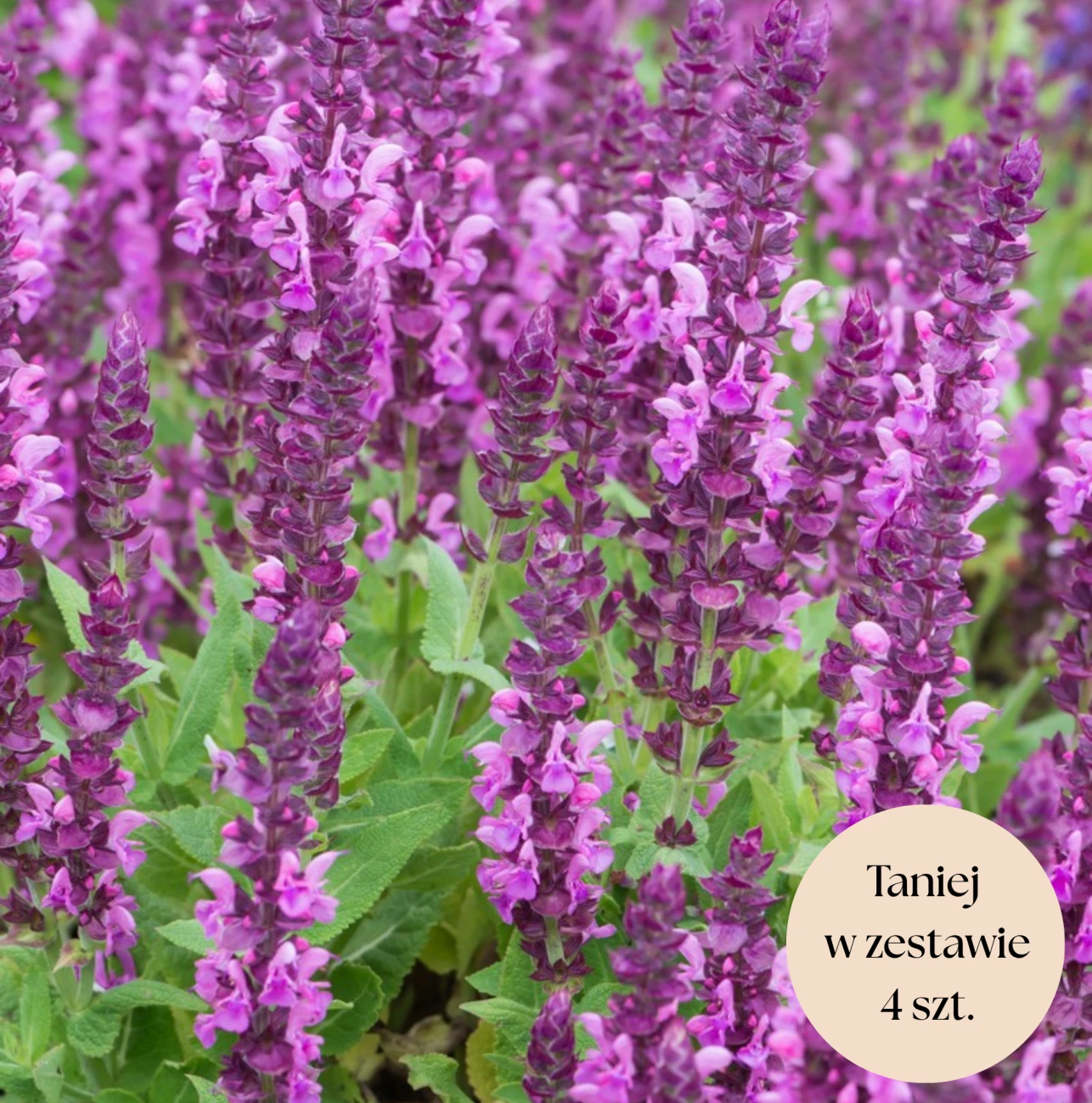 Szałwia omszona różowa, zestaw 4 szt. C2 (Sensation Compact Bright Rose)