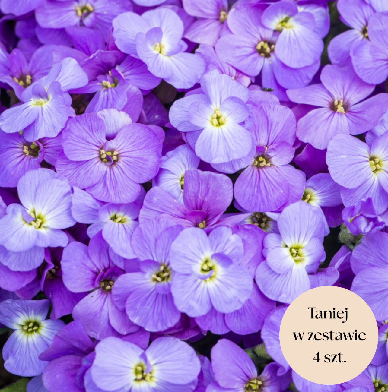 Żagwin ogrodowy fioletowy, zestaw 4 szt. (Florado Blue Eye)