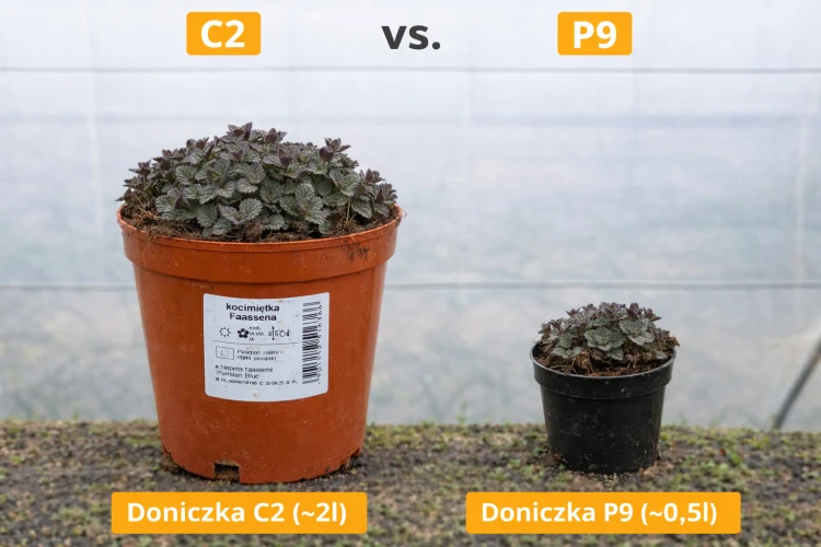 Kocimiętka Faassena niebieska