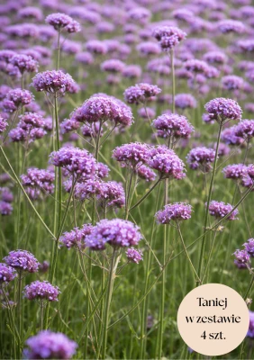 Werbena patagońska fioletowa, zestaw 4 szt. C2 (Verbena bonariensis)
