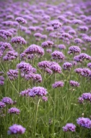 Werbena patagońska fioletowa (Verbena bonariensis) C2