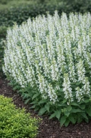 Szałwia omszona biała (Sensation Compact White) C2