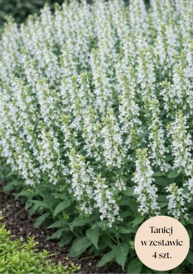 Szałwia omszona biała, zestaw 4 szt. (Sensation Compact White) 