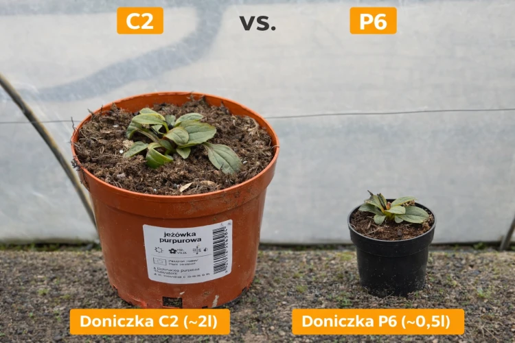 Jeżówka purpurowa