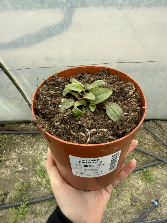 Jeżówka purpurowa