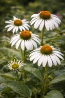 Jeżówka purpurowa (Alba), sadzonka C2