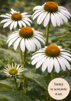 Jeżówka purpurowa (Alba), zestaw 4 szt. sadzonek C2 