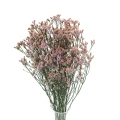 Suszone limonium jasnoróżowe - suszone kwiaty - bukiet