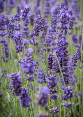 Lawenda wąskolistna (Hidcote Blue Strain) C2