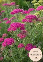 Krwawnik pospolity różowy (New Vintage Rose), zestaw 4 szt.