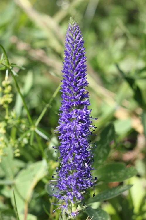 Przetacznik kłosowy niebieski (Ulster Dwarf Blue)