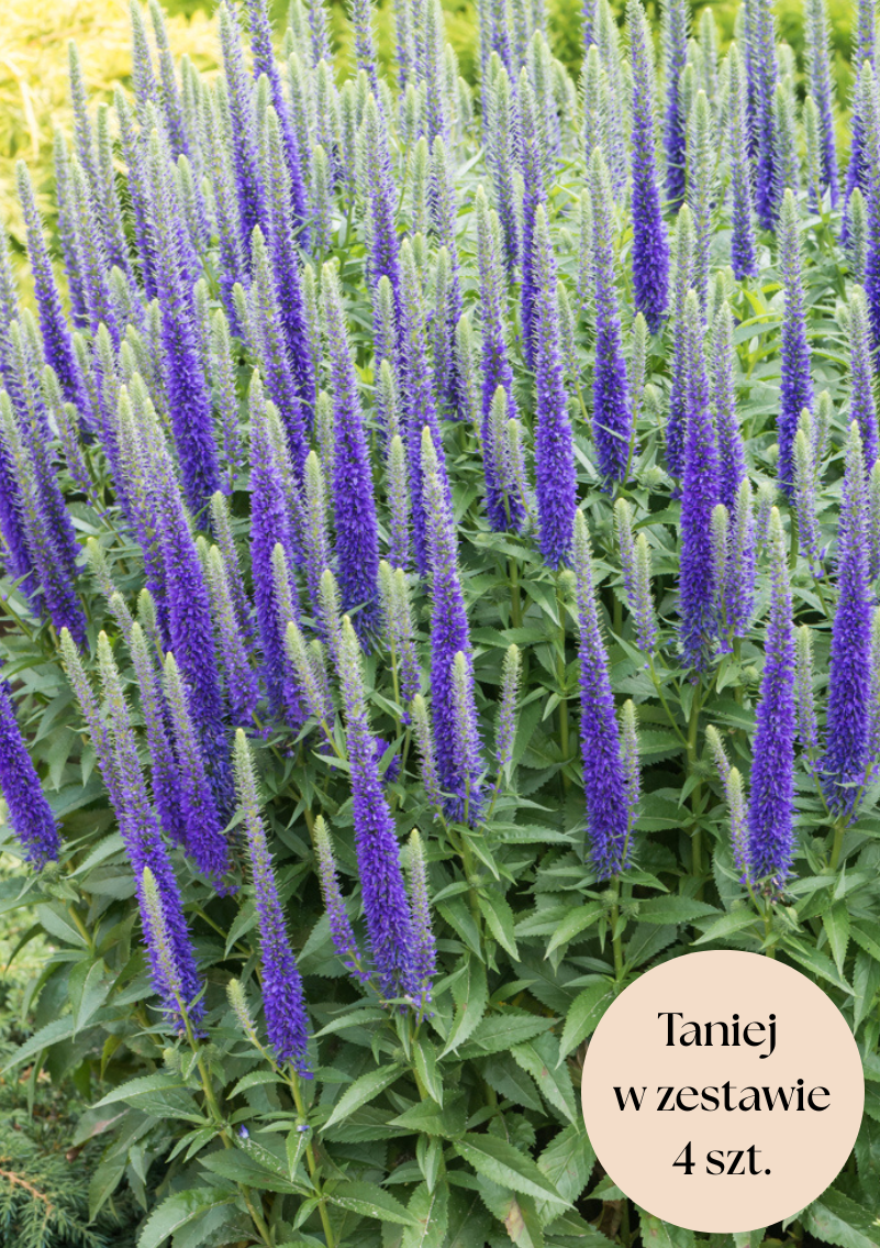 Przetacznik kłosowy niebieski (Ulster Dwarf Blue), zestaw 4 szt.