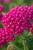 Krwawnik pospolity różowy