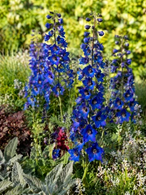 Ostróżka ogrodowa niebieska (Pacific Black Knight) C2