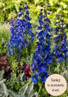 Ostróżka ogrodowa niebieska (Pacific Black Knight), zestaw 4 szt.