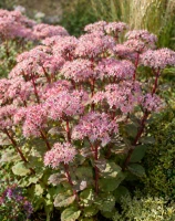 Rozchodnik okazały różowy (Matrona) C2