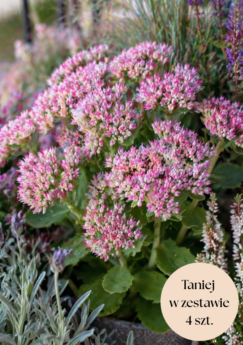 Rozchodnik okazały różowy (Brillant), zestaw 4 szt.