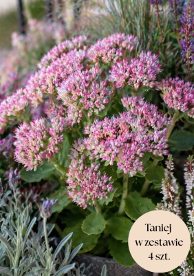 Rozchodnik okazały różowy (Brillant), zestaw 4 szt.