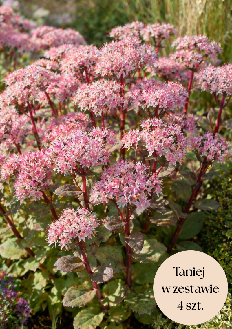 Rozchodnik okazały różowy (Matrona), zestaw 4 szt.
