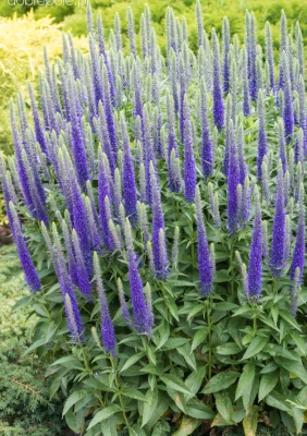 Przetacznik kłosowy niebieski (Ulster Dwarf Blue) C2