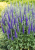 Przetacznik kłosowy niebieski (Ulster Dwarf Blue)