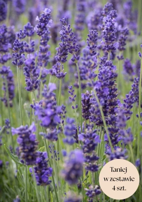 Lawenda wąskolistna, zestaw 4 szt. (Hidcote Blue Strain)