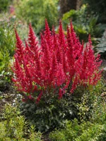 Tawułka Arendsa czerwona (Fanal) C2