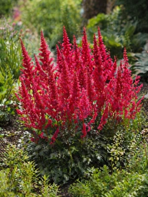 Tawułka Arendsa czerwona (Fanal) C2