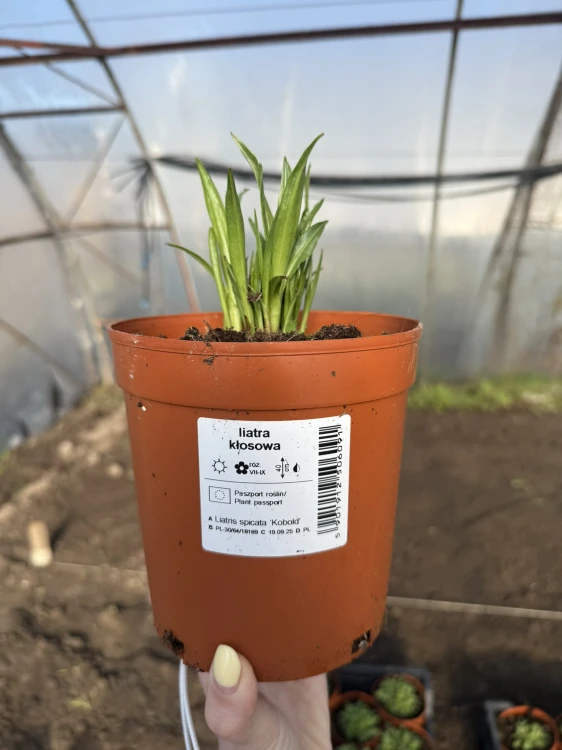 Liatria kłosowa fioletowa