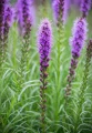 Liatria kłosowa fioletowa