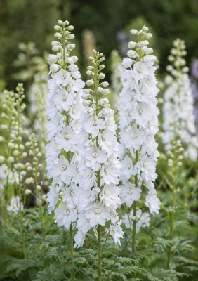 Ostróżka ogrodowa biała (Pacific Galahad) C2