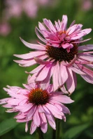 Jeżówka purpurowa (Doubledecker), sadzonka C2 