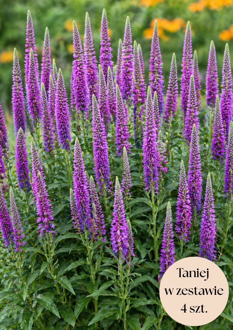 Przetacznik kłosowy fioletowy (First Match) C2, zestaw 4 szt.