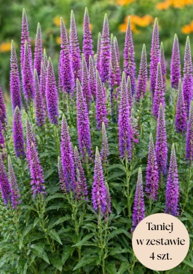 Przetacznik kłosowy fioletowy (First Match) C2, zestaw 4 szt.