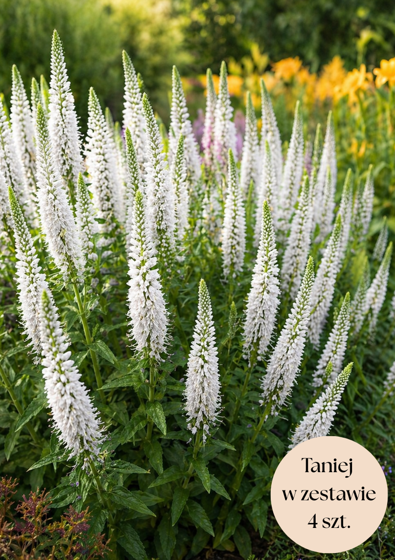 Przetacznik kłosowy biały (First Lady) C2, zestaw 4 szt.