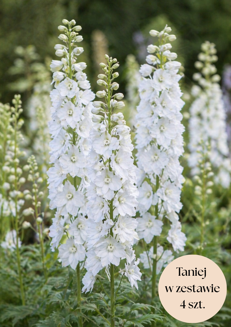 Ostróżka ogrodowa biała (Pacific Galahad) C2, zestaw 4 szt.