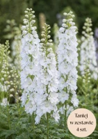 Ostróżka ogrodowa biała (Pacific Galahad) C2, zestaw 4 szt.